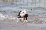 PERRO DE AGUA 159